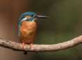 /album/quinto-varios/h-413-martin-pescador-jpg/